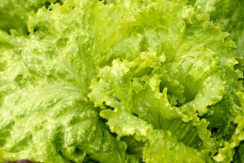 Lettuce 16 High Fiber And Low Calorie Foods weexplained.com